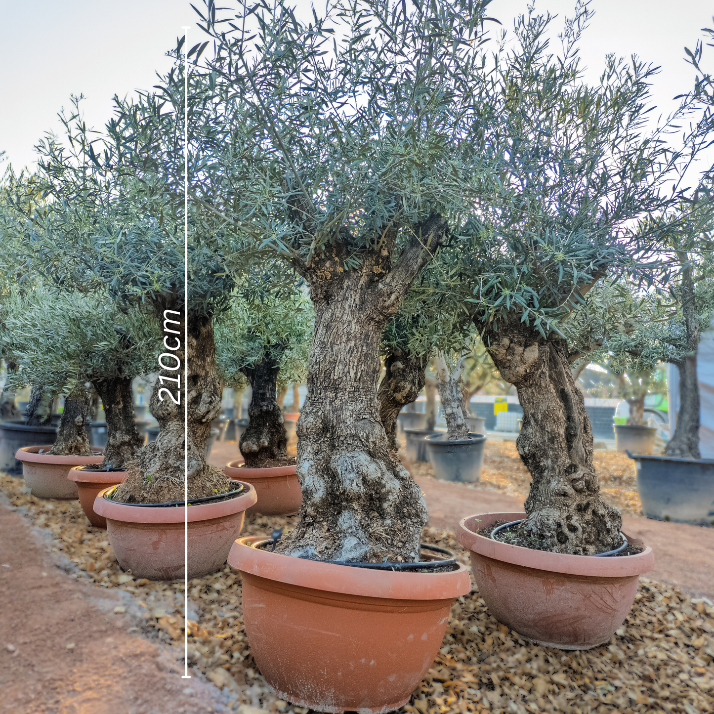 Olivenbaum knorrig in t-bowl, Olea Europaea winterhart
