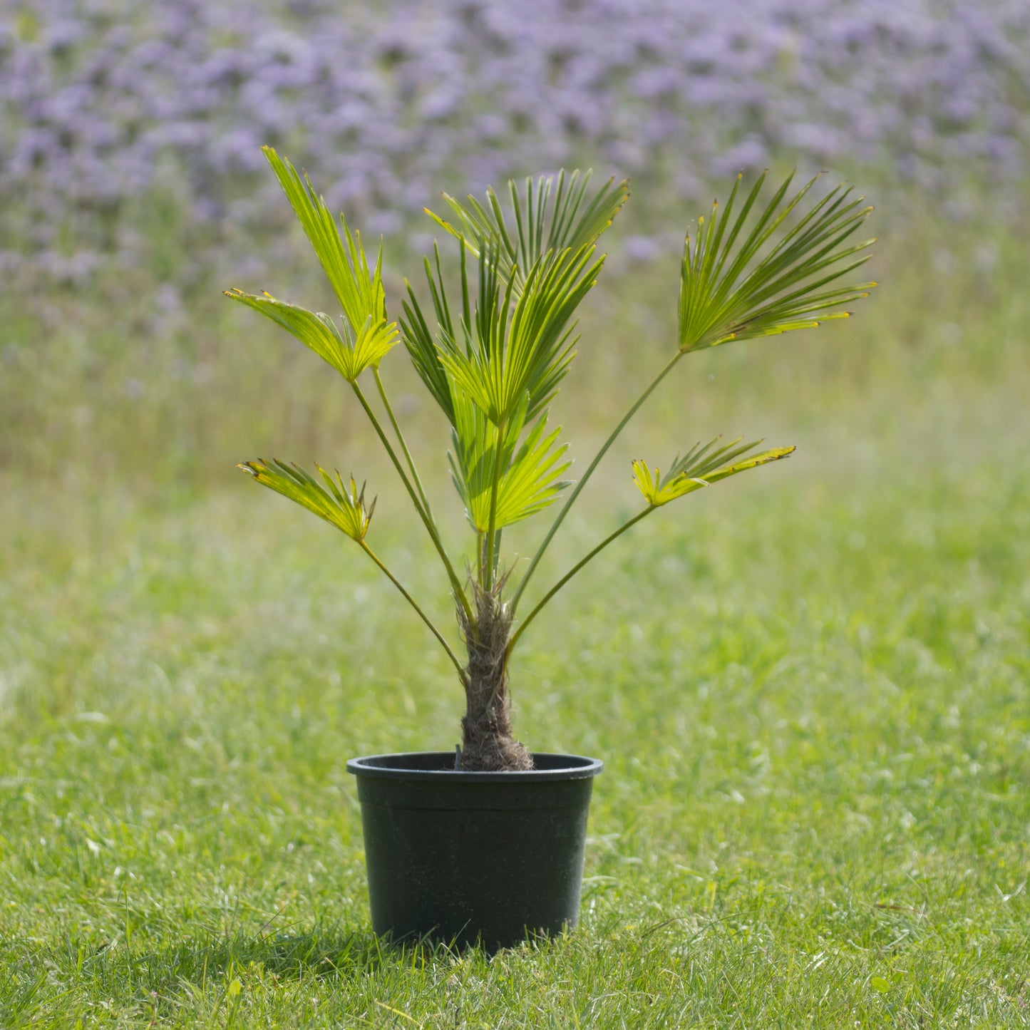 Wagner Palme Höhe 65 - 75 cm, 10 Liter Topf