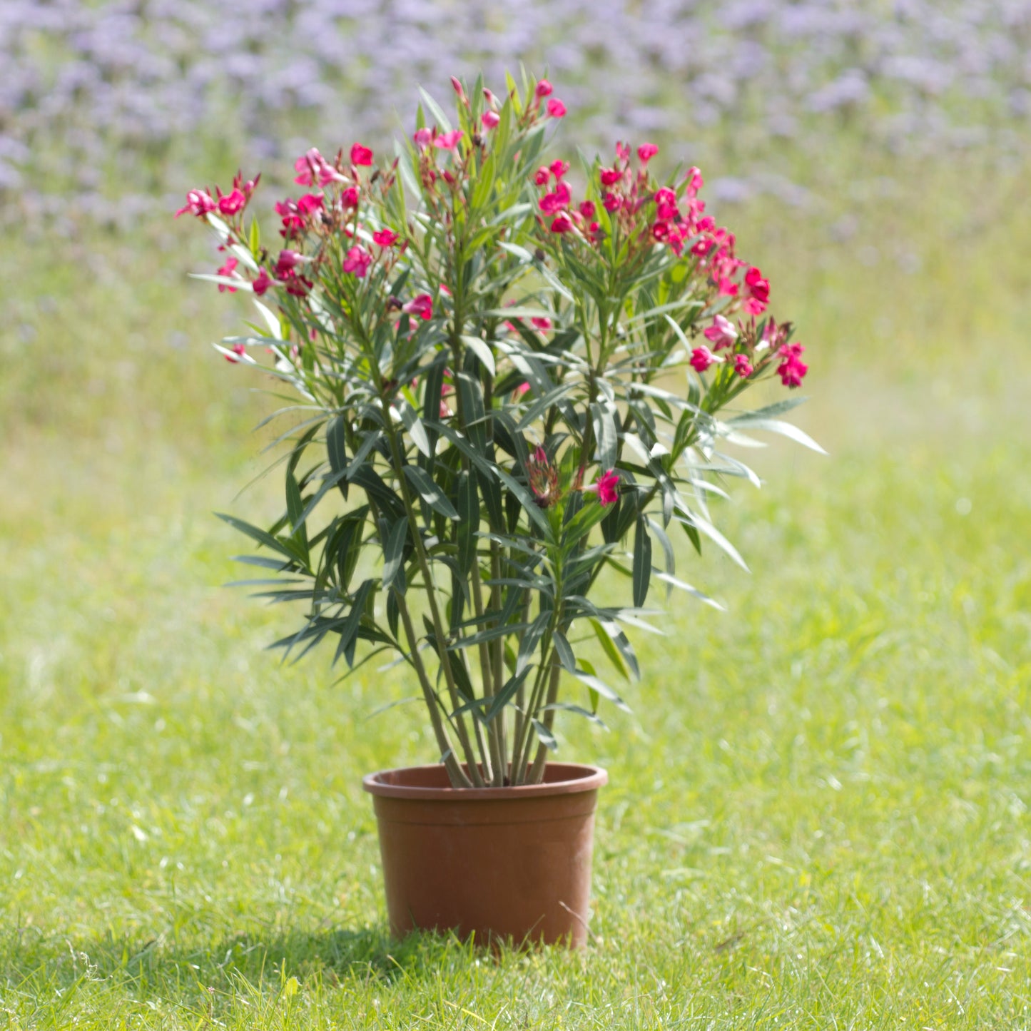 Oleander rot 50 - 70 cm, 8 Liter