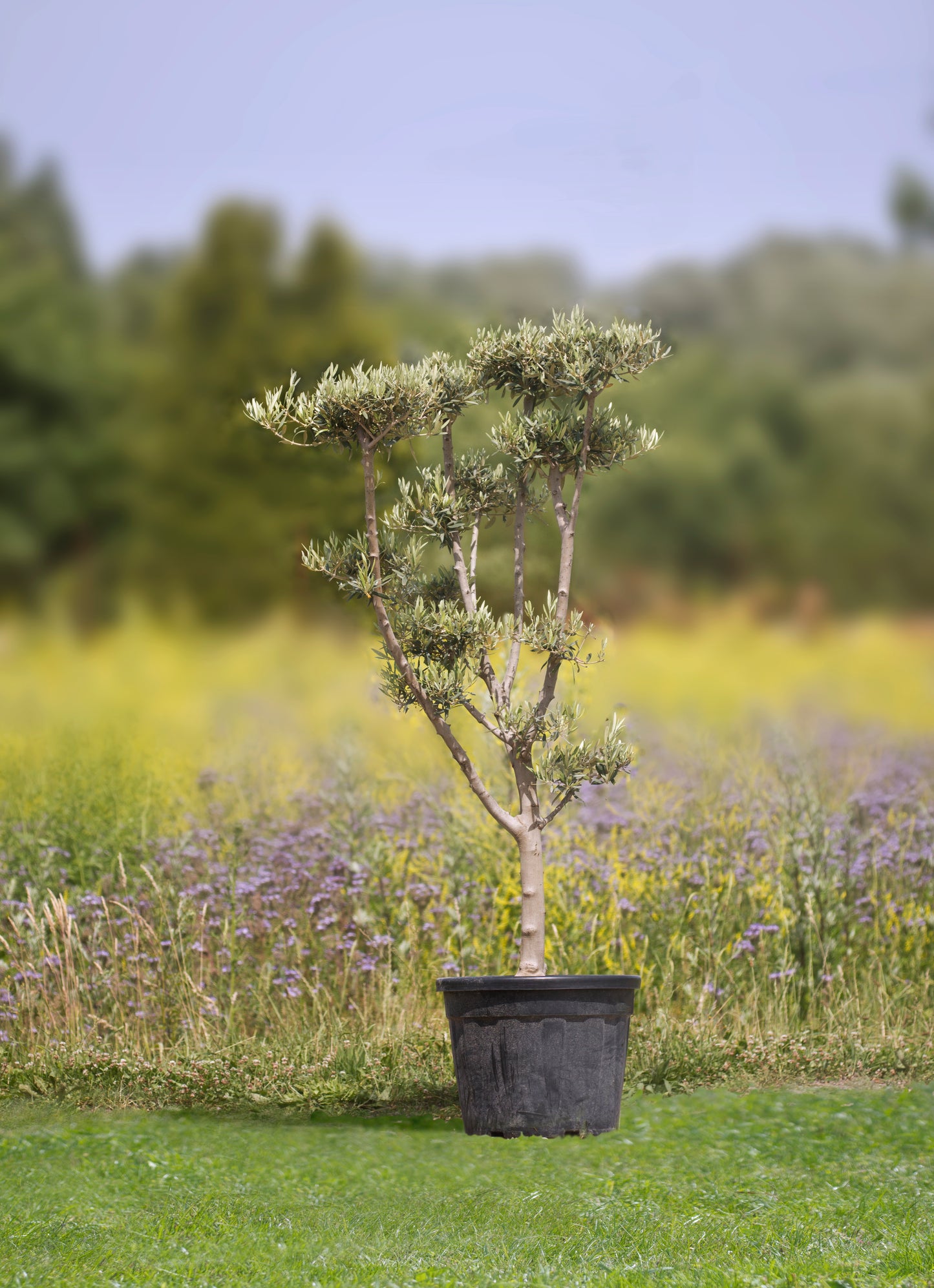 Olivenbaum 'Plato' - Höhe 150 - 200 cm, 45 - 55 Liter Topf