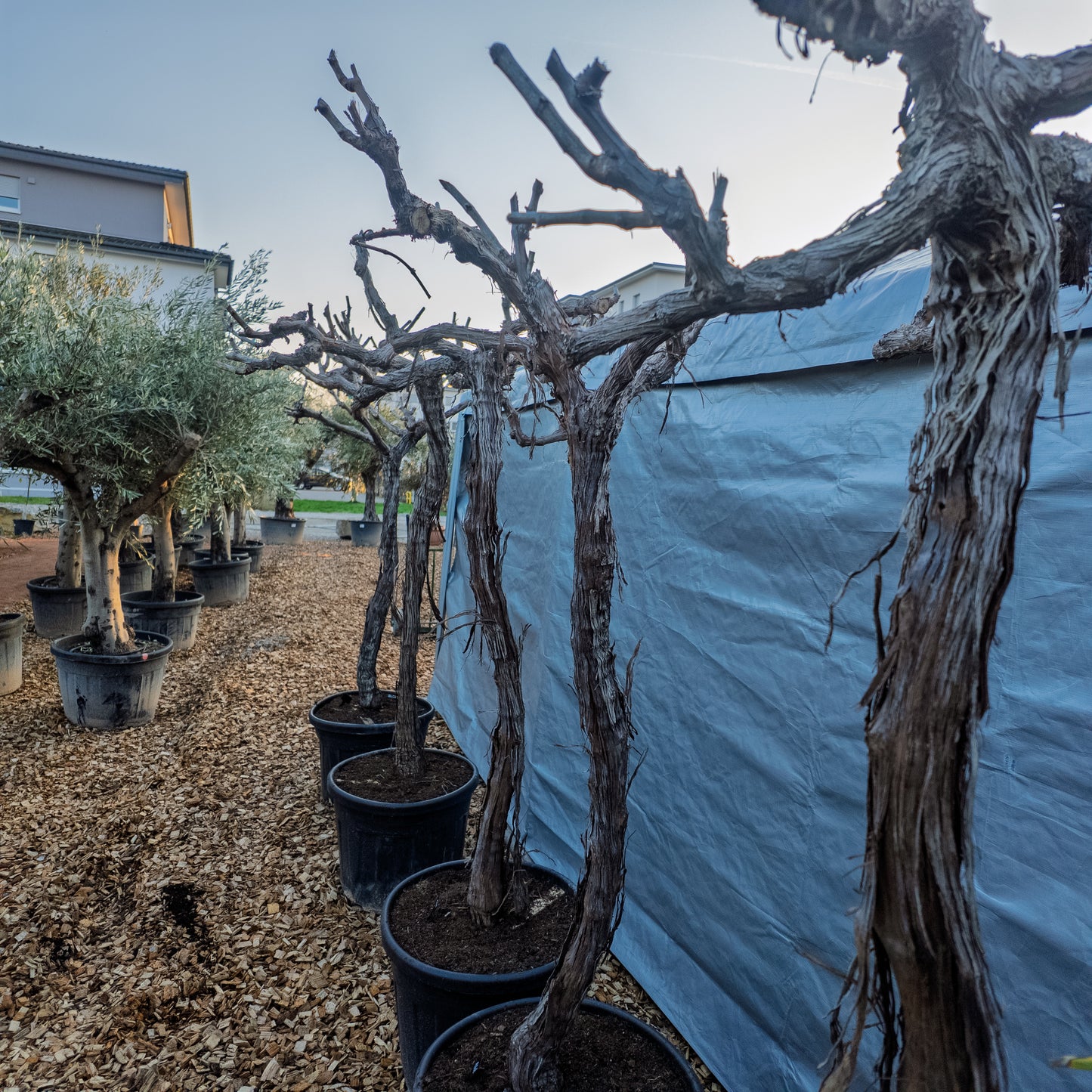 Vitis vinifera, Weinrebe, Weinstock 200cm hoch