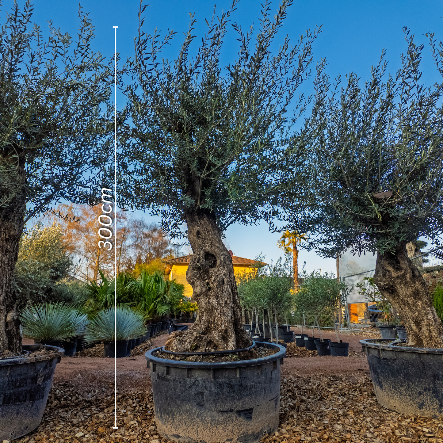 Olivenbaum alter Stamm, knorrig, XXL Bonsai ca 3m hoch winterhart