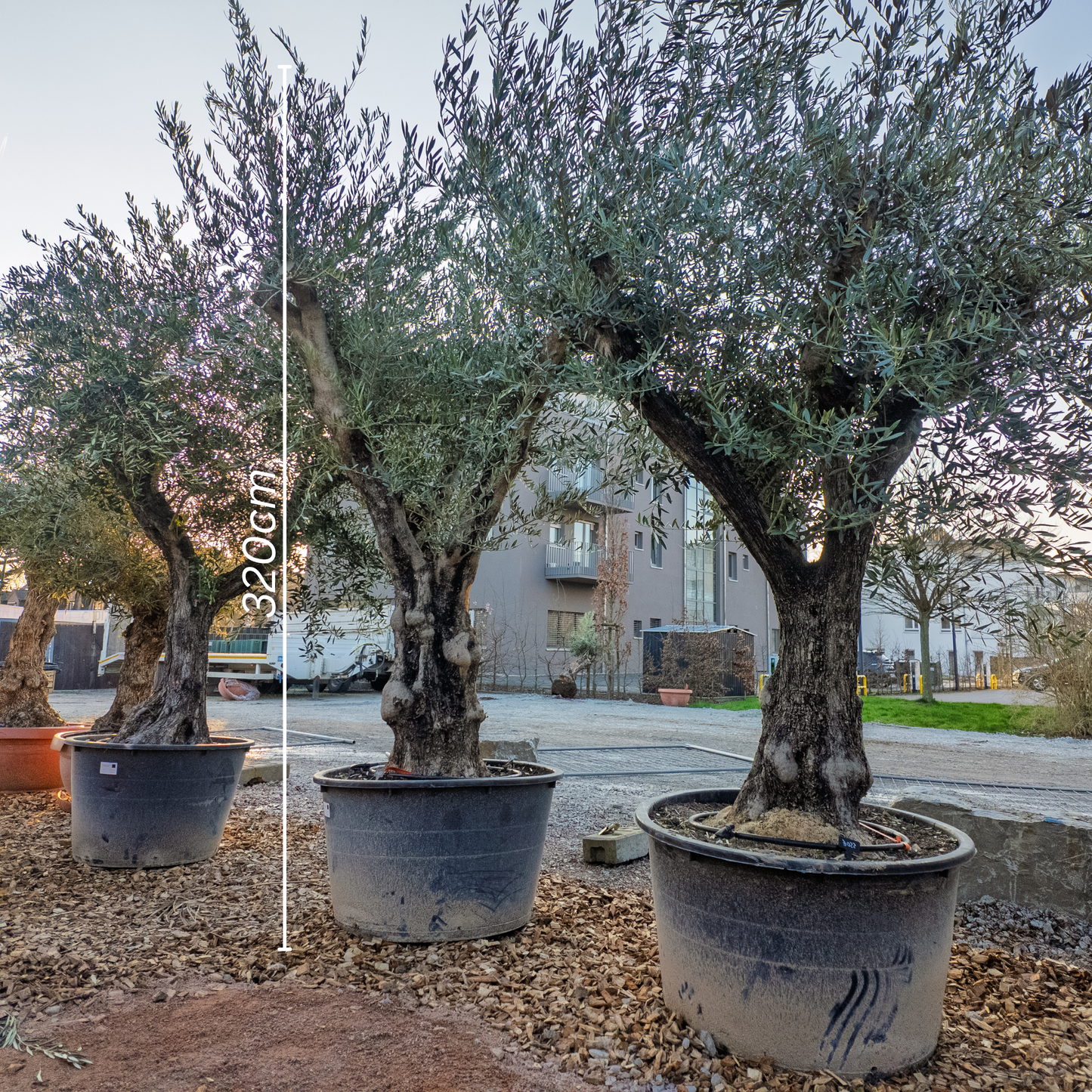 Olivenbaum groß, Olivenbaum knorrig, Olea Europaea XXL, knorrig
