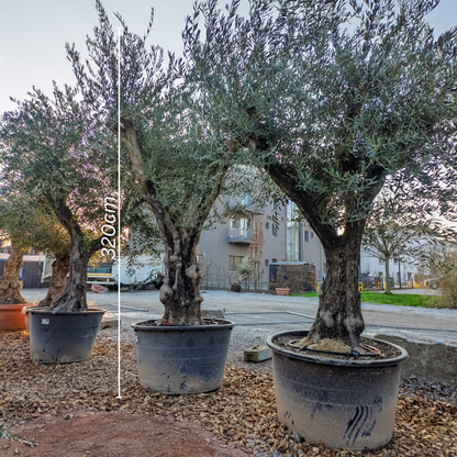 Olivenbaum groß, Olivenbaum knorrig, Olea Europaea XXL, knorrig