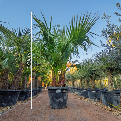 Washingtonia Filifera mehrstämmig, Palme winterhart