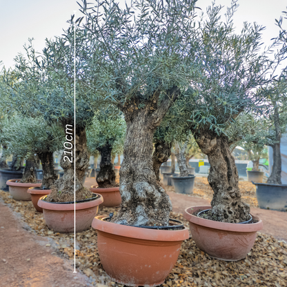 Olivenbaum knorrig in t-bowl, Olea Europaea winterhart