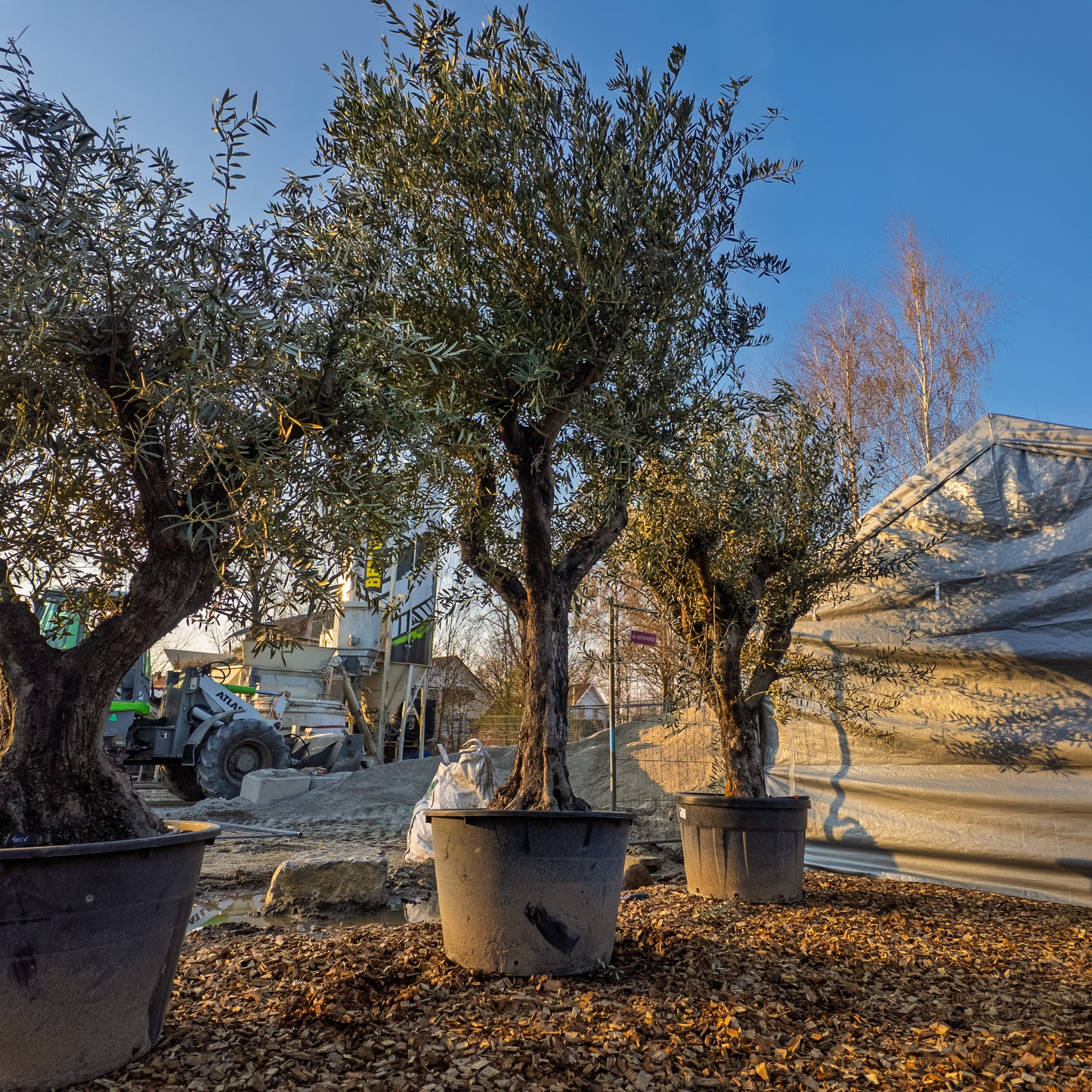 Olivenbaum groß, Olivenbaum knorrig, Olea Europaea XXL, knorrig