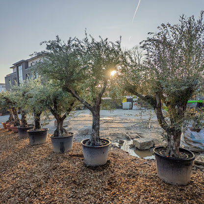 Olivenbaum groß, Olivenbaum knorrig, Olea Europaea XXL, knorrig