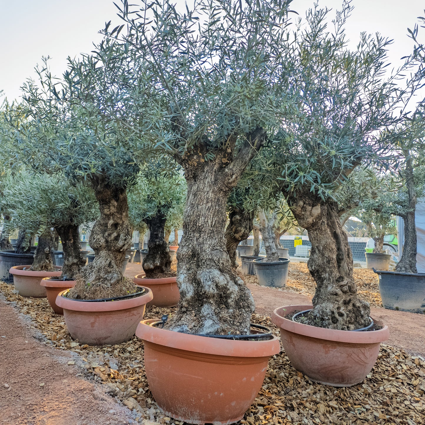 Olivenbaum knorrig in t-bowl, Olea Europaea winterhart