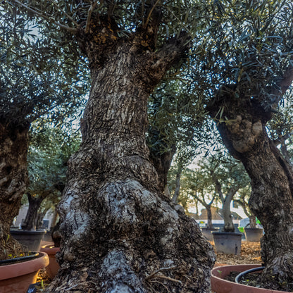 Olivenbaum knorrig in t-bowl, Olea Europaea winterhart