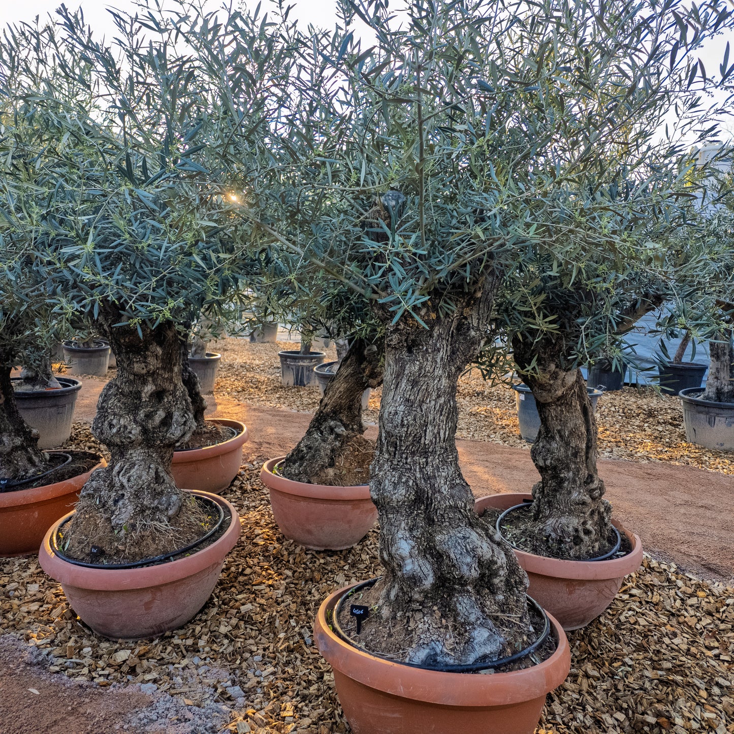 Olivenbaum knorrig in t-bowl, Olea Europaea winterhart