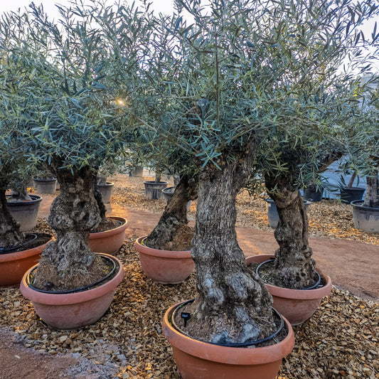 Olivenbaum knorrig in t-bowl, Olea Europaea winterhart