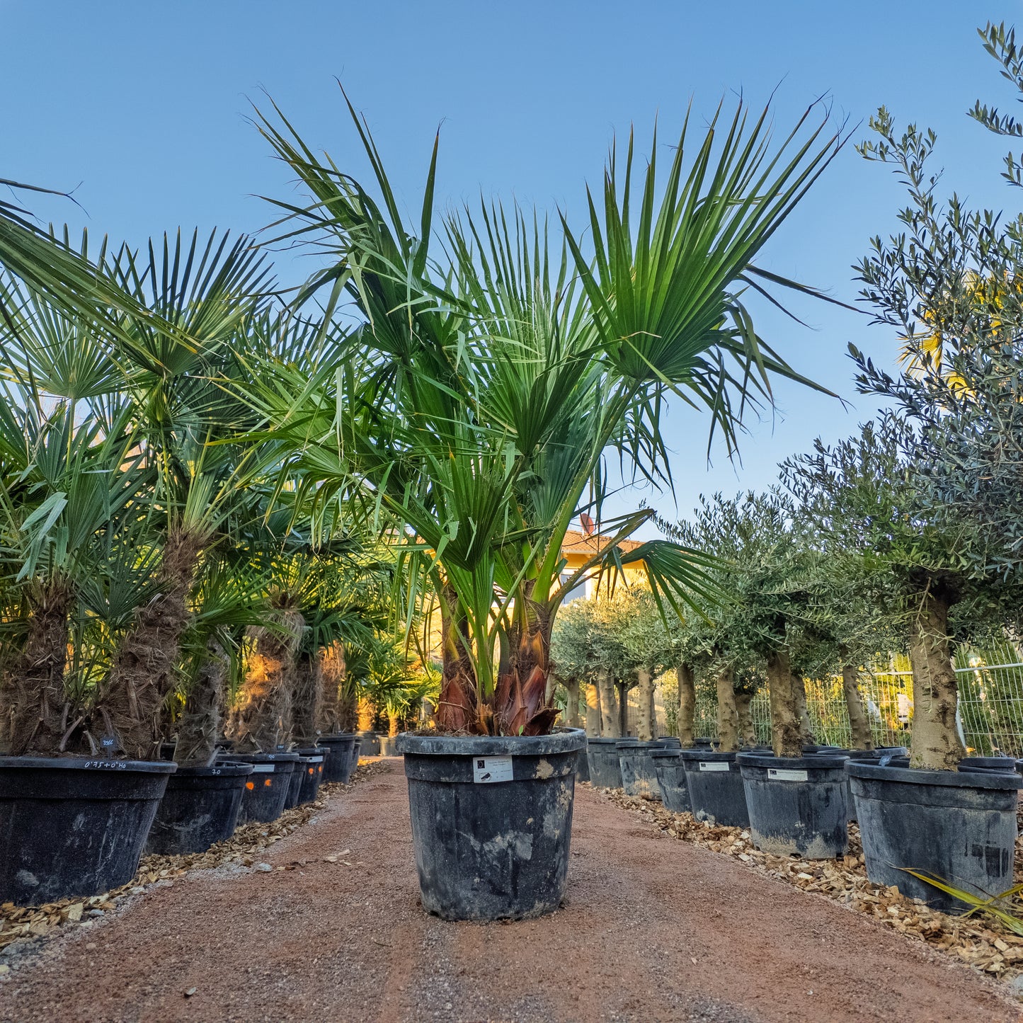 Washingtonia Filifera mehrstämmig, Palme winterhart