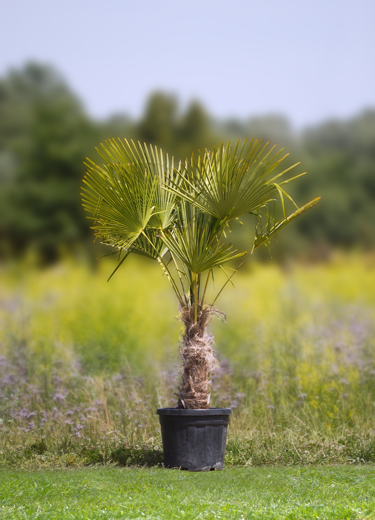 Chinesische Hanfpalme Höhe 130 - 170 cm