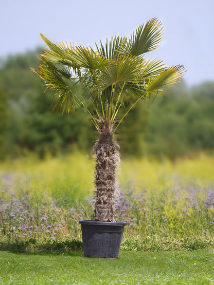 Chinesische Hanfpalme Höhe 250 - 280 cm