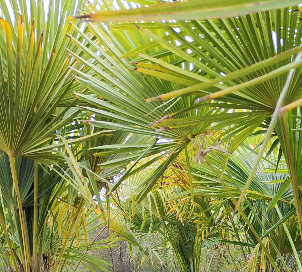 Chinesische Hanfpalme Höhe 250 - 280 cm