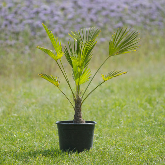 Wagner Palme Höhe 65 - 75 cm, 10 Liter Topf