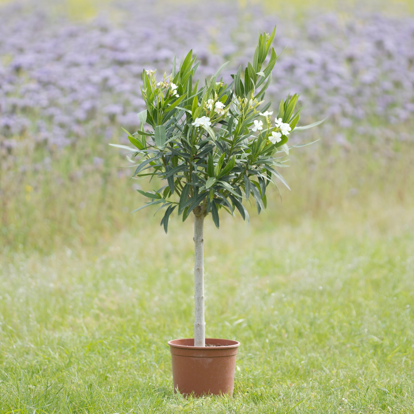 Oleander 'Copa' weiß, Höhe 90 - 100 cm, 5 Liter Topf