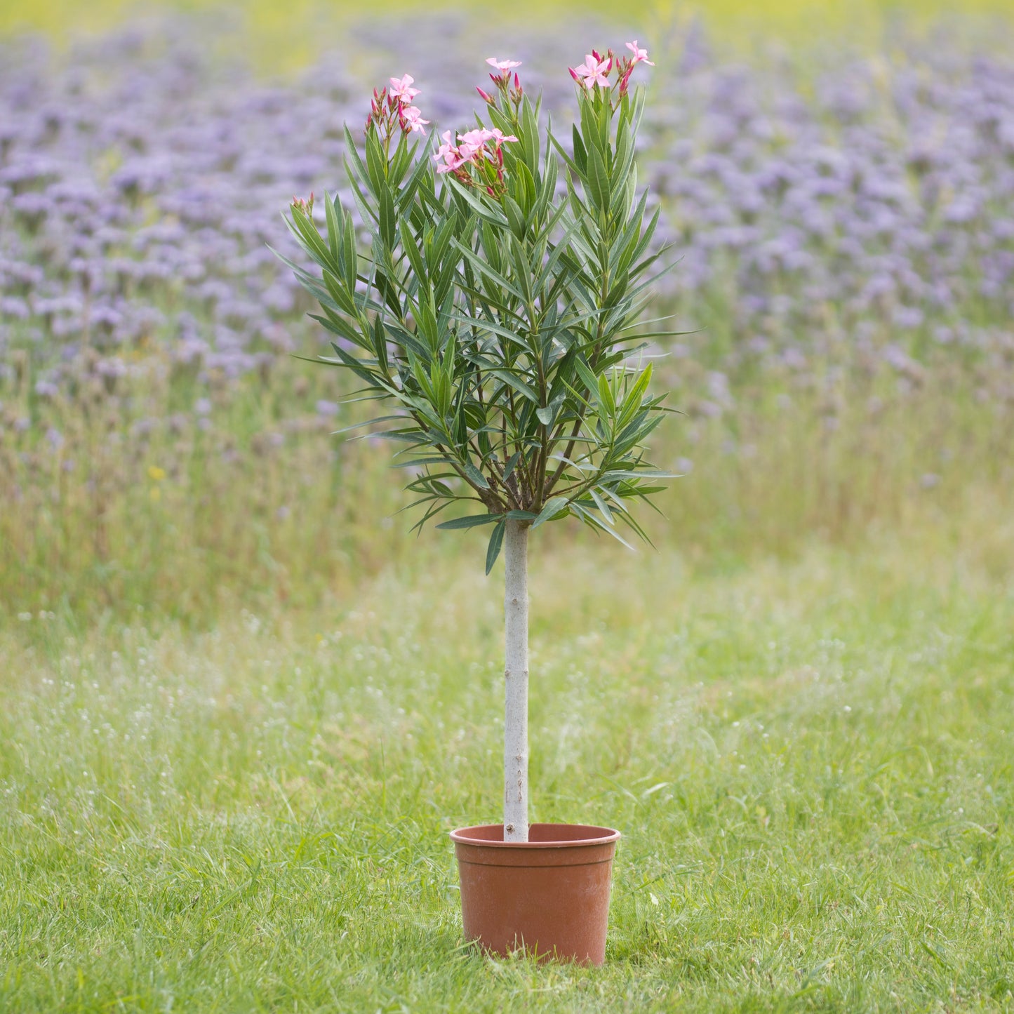 Oleander 'Copa' pink, Höhe 90 - 100 cm, 5 Liter Topf