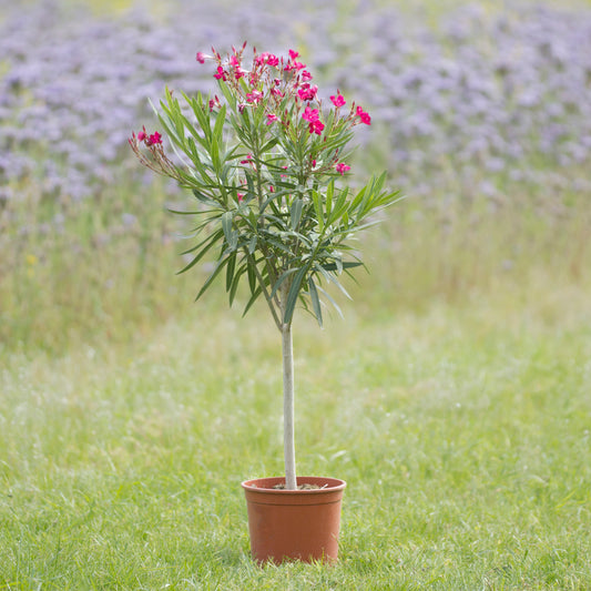 Oleander 'Copa' rot, Höhe 90 - 100 cm, 5 Liter Topf
