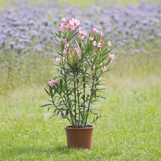 Oleander pink 50 - 70 cm, 8 Liter