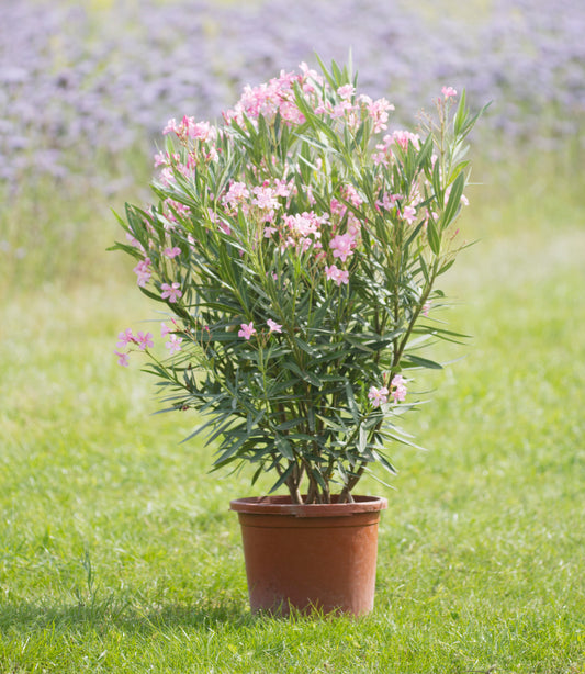 Oleander pink 70 - 90 cm, 15 Liter