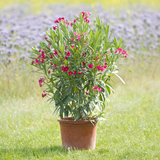 Oleander rot 70 - 90 cm, 15 Liter