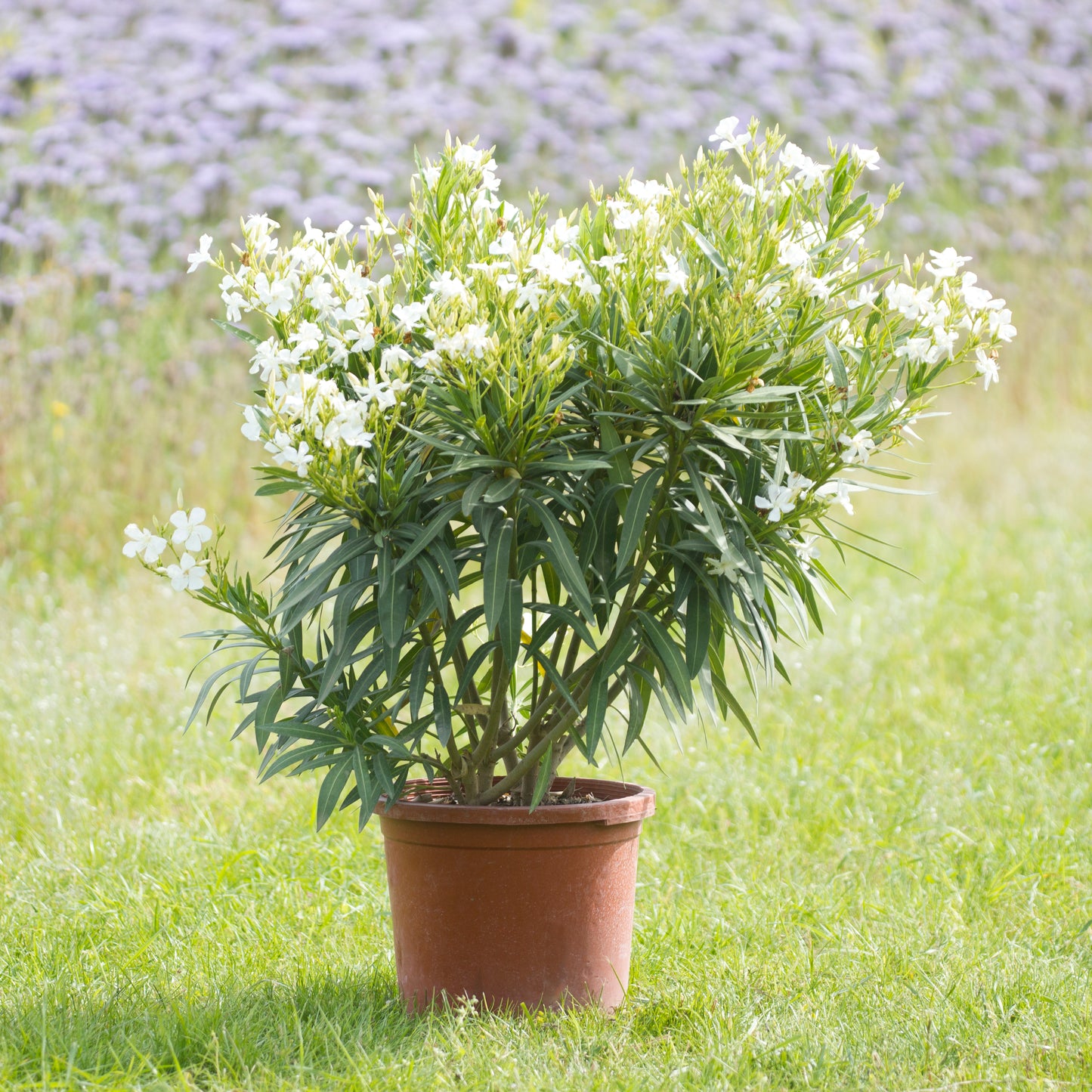Oleander weiß 70 - 90 cm, 15 Liter