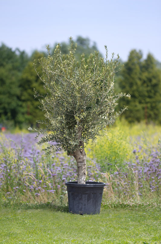 Olivenbaum Höhe 180 - 200 cm, 70 Liter Topf