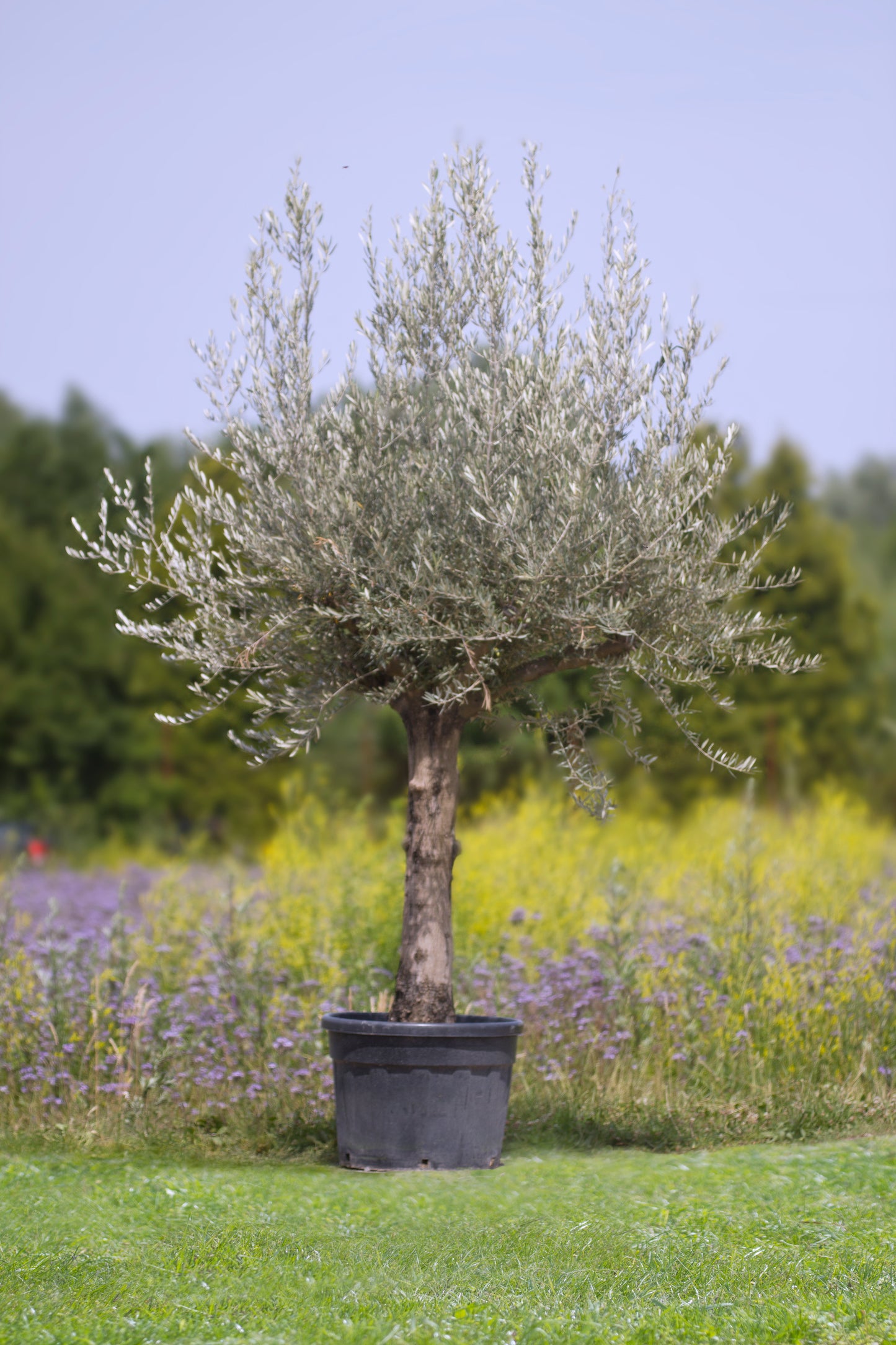 Olivenbaum Höhe 280 - 300 cm, 130 Liter Topf
