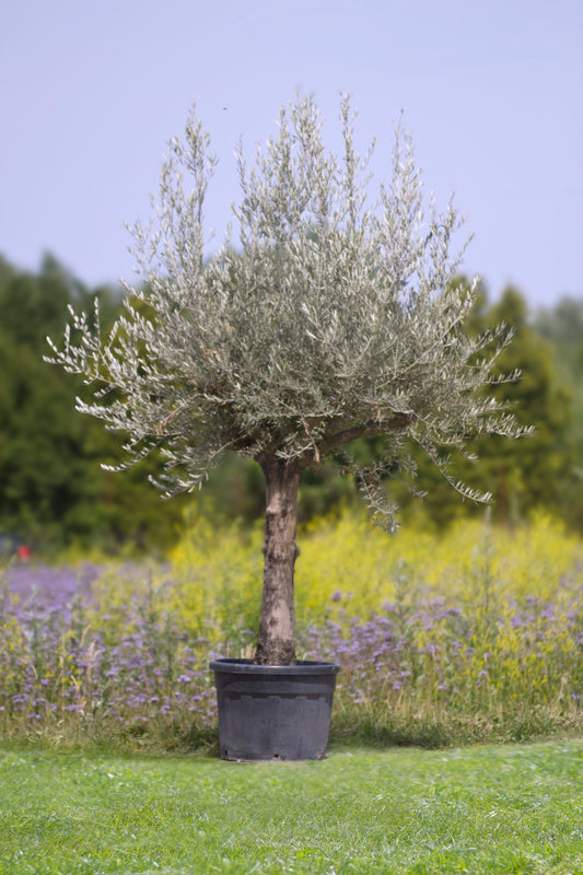 Olivenbaum Höhe 280 - 300 cm, 130 Liter Topf