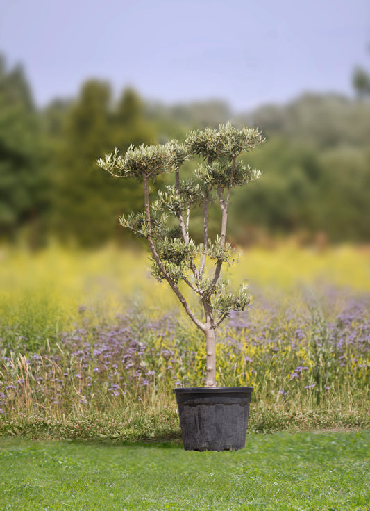 Olivenbaum 'Plato' - Höhe 150 - 200 cm, 45 - 55 Liter Topf
