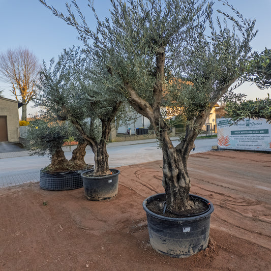 Olivenbaum XXL, 100cm Stammumfang, 320cm Höhe, Olivenbaum knorrig