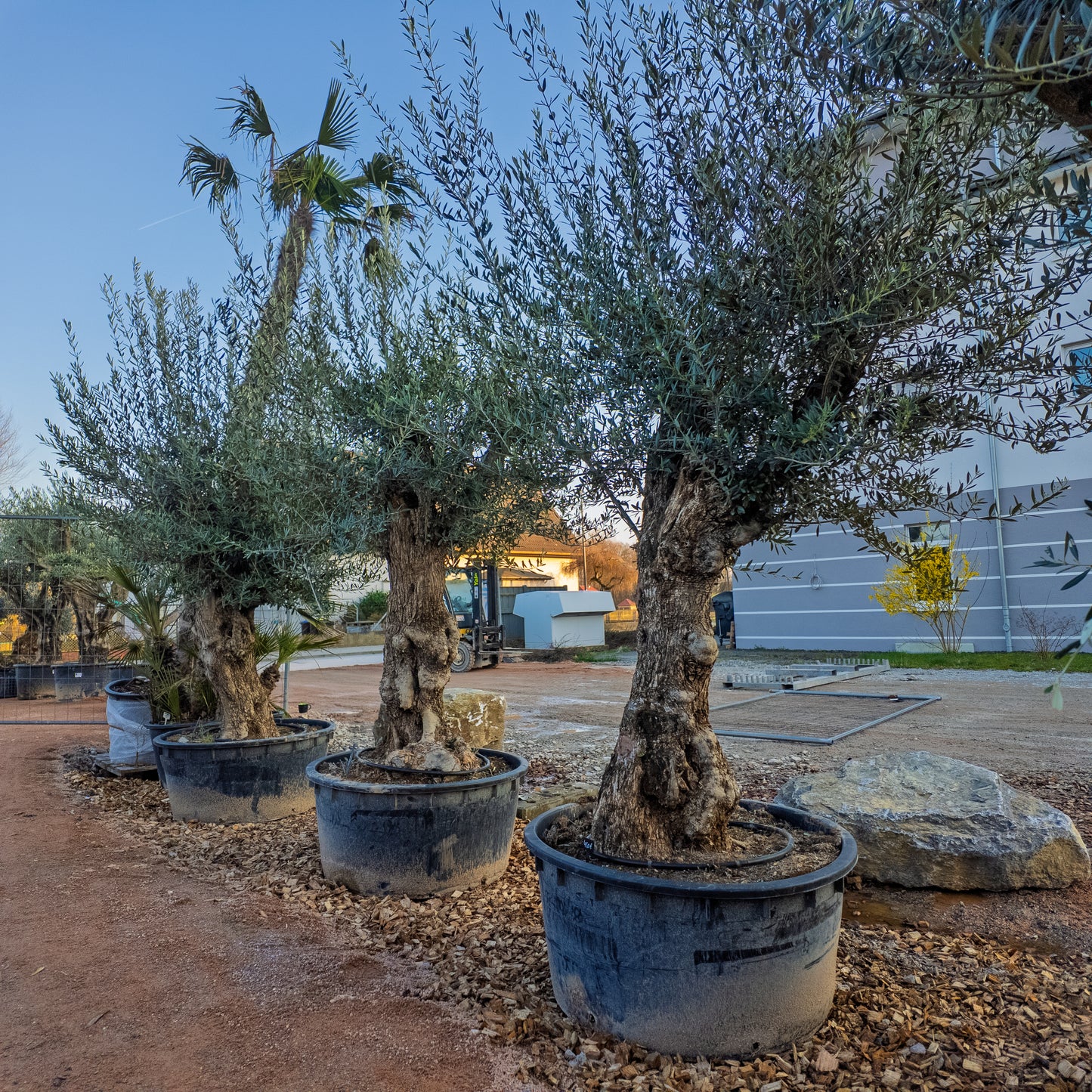 Olivenbaum alter Stamm, knorrig, XXL Bonsai ca 3m hoch winterhart