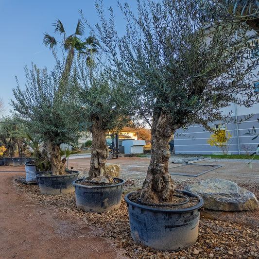 Olivenbaum alter Stamm, knorrig, XXL Bonsai ca 3m hoch winterhart