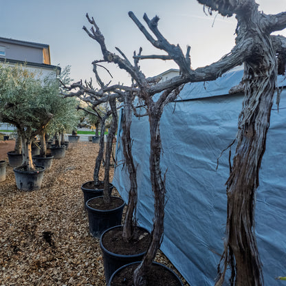 Vitis vinifera, Weinrebe, Weinstock 200cm hoch