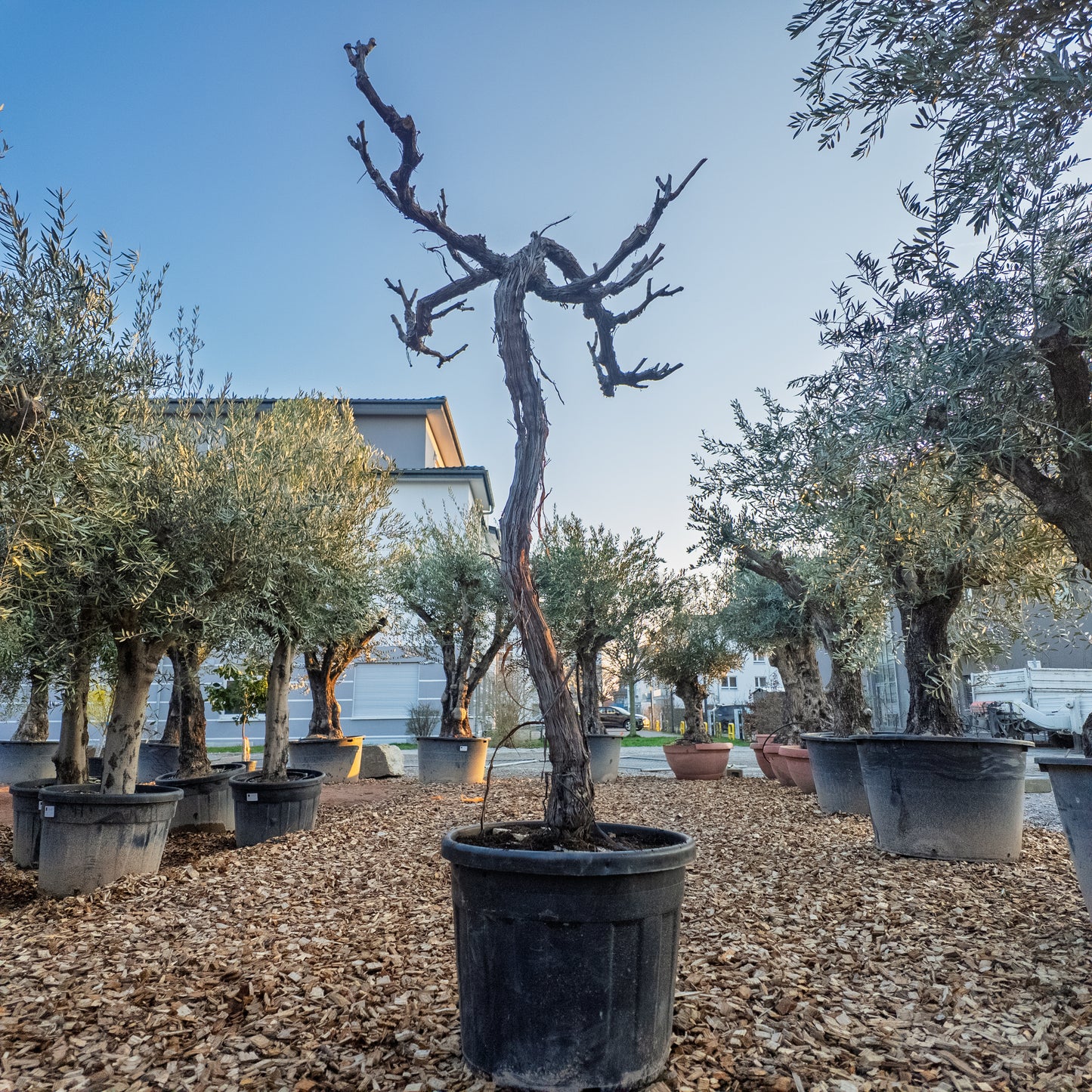 Vitis vinifera, Weinrebe, Weinstock 200cm hoch