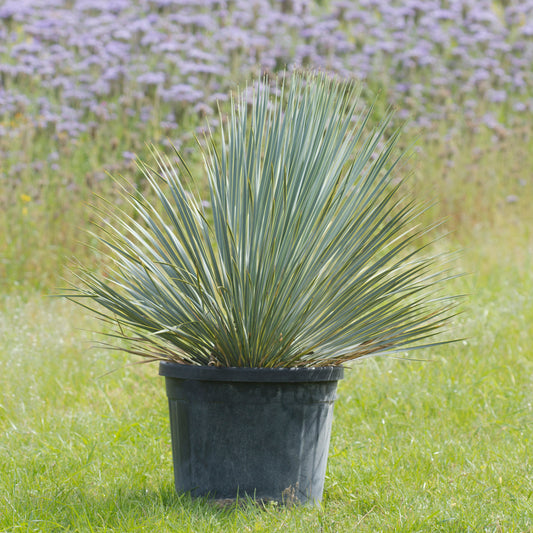 Blaue Palmlilie 45 - 55 cm, 45 Liter